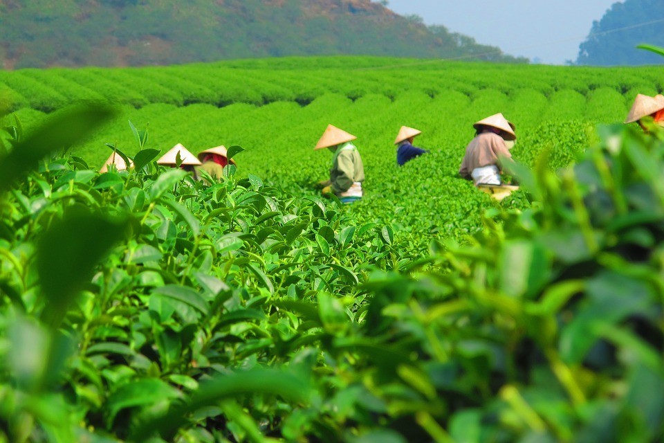 tea-2119434-960-720-d9ceda65-1665045886-1665105862.jpeg