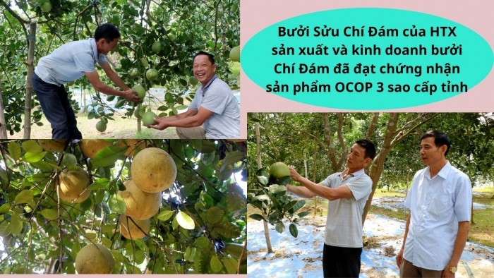 buoi-suu-chi-dam-cua-htx-san-xuat-va-kinh-doanh-buoi-chi-dam-da-dat-chung-nhan-san-pham-ocop-3-sao-cap-tinh-1666915194-1666940484.jpeg