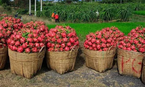 Thanh long Việt Nam được đánh giá cao tại Australia và New Zealand