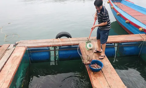 Mực nhảy Vũng Áng - đặc sản trứ danh, ngon nức tiếng ở Hà Tĩnh