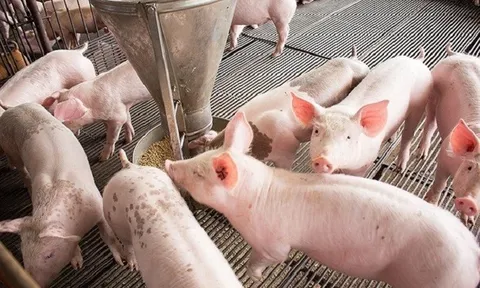 Giá heo hơi hôm nay 3/6: Đi ngang trên nhiều tỉnh thành