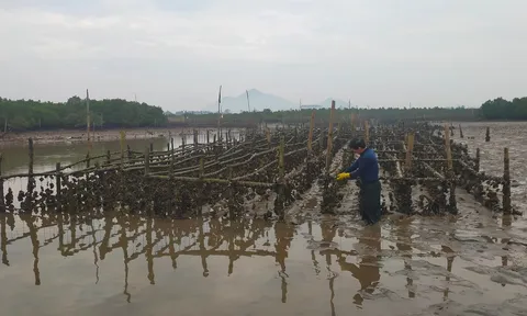 Hà Tĩnh: Nuôi ngao, hàu thương phẩm mang lại hiệu quả kinh tế cao