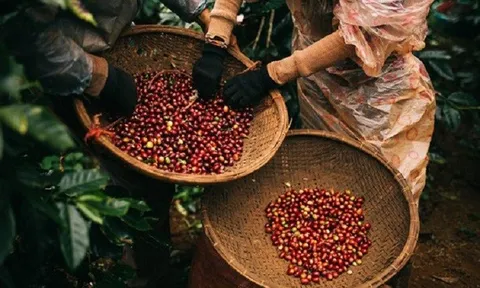 Tiêu dùng xanh ngày 11/6: Giá cà phê trong nước giảm nhẹ, cà phê Arabica quay đầu giảm mạnh