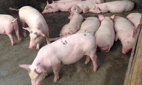 Giá heo hơi hôm nay 14/6: Tăng giảm trái chiều từ 1.000 - 2.000 đồng/kg