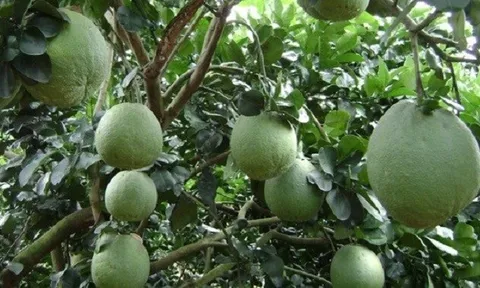 Bến Tre liên kết vùng trồng, sẵn sàng cho xuất khẩu bưởi da xanh sang Hoa Kỳ