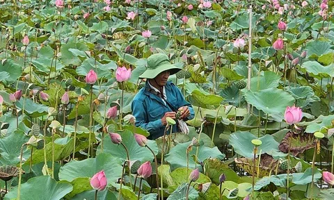 Hà Tĩnh: "Biến" vùng đầm lầy thành "ruộng" sen, cả làng có thu nhập khá