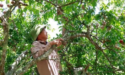 Kỳ Sơn (Nghệ An): Tìm đầu ra cho quả mận tam hoa