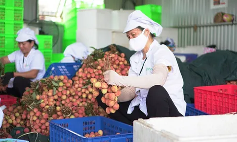 Các Hiệp định thương mại tạo động lực cho xuất khẩu nông sản Việt Nam