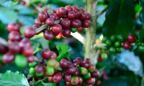 Tiêu dùng xanh ngày 23/6: Xuất khẩu cà phê Việt với triển vọng vượt kỷ lục 3,7 tỷ USD
