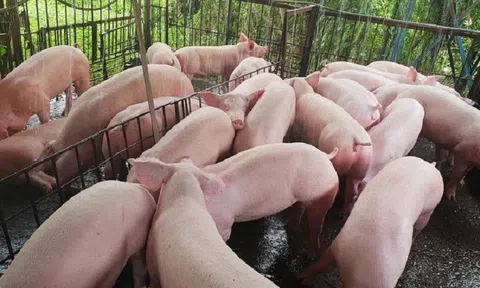 Giá heo hơi hôm nay 27/6: Hai miền Nam - Bắc giá tăng nhẹ