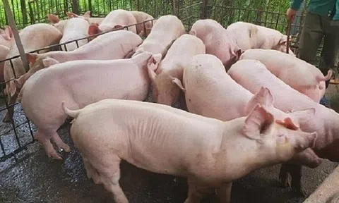 Giá heo hơi hôm nay 28/6: Điều chỉnh tăng nhẹ trên cả nước