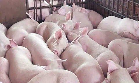 Giá heo hơi hôm nay 29/6: Tăng giảm trái chiều ở một số địa phương
