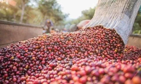 Tiêu dùng xanh ngày 14/7: Chấm dứt đà giảm, cà phê trong nước quay đầu tăng 500 đồng/kg