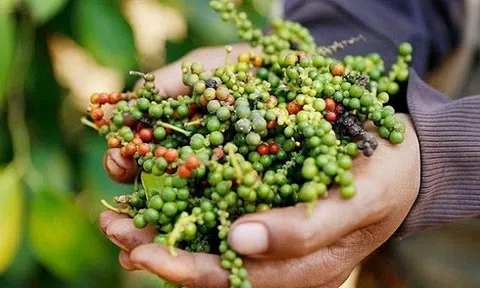 Giá tiêu hôm nay 13/7: Thị trường tiêu ảm đạm do nhu cầu giảm sút