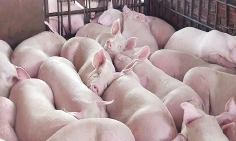 Giá heo hơi đồng loạt tăng, nhiều nơi chạm mốc 70.000 đồng/kg