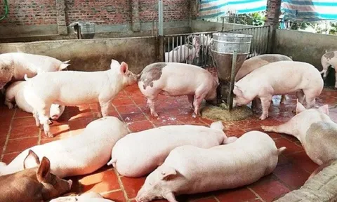 Thị trường heo hơi: Giá heo hơi tăng vọt