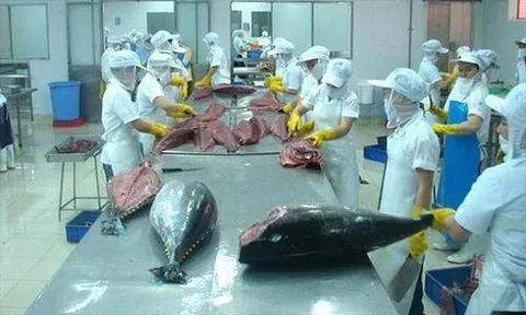 Dự kiến xuất khẩu cá ngừ đạt trên 1 tỷ USD trong năm 2022