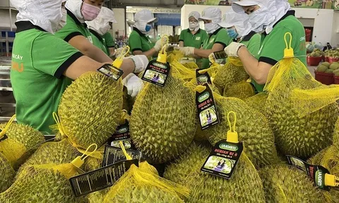 Hướng dẫn xuất khẩu rau quả chính ngạch sang thị trường Trung Quốc