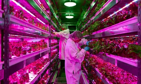 Độc đáo trang trại thẳng đứng lớn nhất thế giới ở Dubai