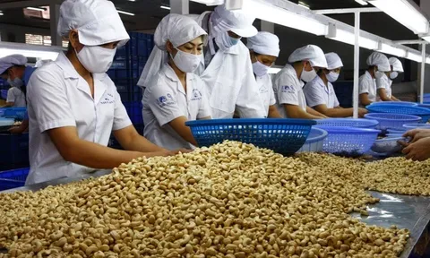 Hiệp hội Điều Việt Nam đề xuất giảm chỉ tiêu kim ngạch xuất khẩu