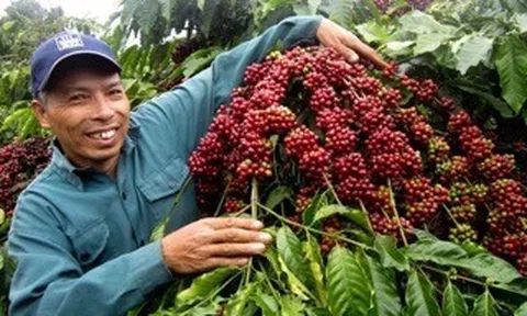 Nhịp sống thị trường: Thị trường nông sản tiếp nối đà hồi phục