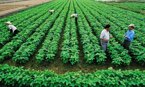 Khơi tín dụng, phát triển chuỗi liên kết sản xuất cho Hợp tác xã nông nghiệp
