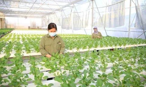 Long An: Phát triển ứng dụng công nghệ cao, chuyển đổi số ngành nông nghiệp