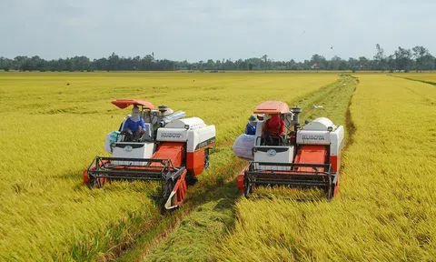 Nông dân Tiềng Giang phấn khởi vì lúa vụ Hè thu được mùa, được giá