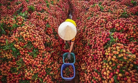 Xây dựng chuỗi giá trị sản phẩm và bảo hộ nhãn hiệu đưa nông sản Việt vươn xa