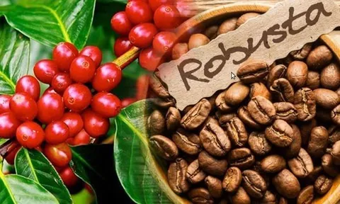 Tiêu dùng xanh ngày 16/8: Cà phê trong nước dao động trong khoảng 48.500 - 49.000 đồng/kg