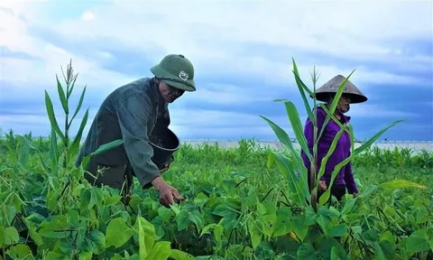 Nông dân Hà Tĩnh khẩn trương thu hoạch đậu vụ Hè thu