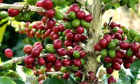 Tiêu dùng xanh ngày 21/8: Giá cà phê trong nước tăng nhẹ 200 đồng/kg
