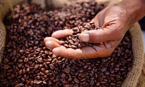 Tiêu dùng xanh ngày 23/8: Giá cà phê Arabica tăng mạnh