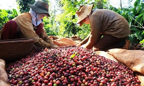 Lượng dự trữ hạt cà phê của Việt Nam đang xuống thấp