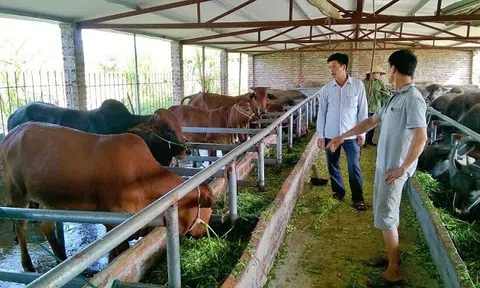 Nhiều chính sách phát triển hỗ trợ nâng cao hiệu quả chăn nuôi