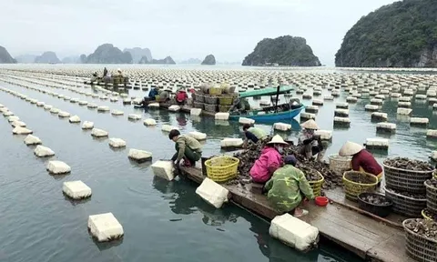 Quảng Ninh: Phát triển bền vững kinh tế biển, nâng cao giá trị sản xuất ngành thuỷ sản