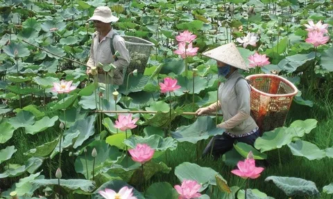 Đẩy mạnh nâng cao giá trị sản phẩm sen Đồng Tháp