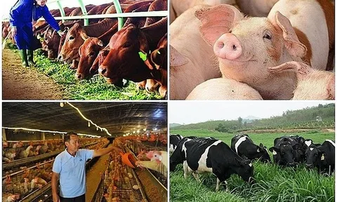 Dự thảo chính sách đầu tư hỗ trợ nâng cao hiệu quả phát triển ngành chăn nuôi