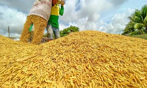 Góc đa chiều: Việt Nam tuân theo quy luật thị trường về giá gạo