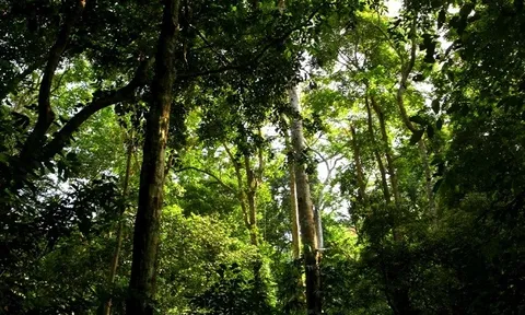 Lâm nghiệp là một trong những ngành mũi nhọn để phát triển kinh tế Tuyên Quang
