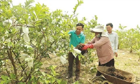 Tự sản xuất phân bón vi sinh: Không chỉ dừng lại ở mô hình