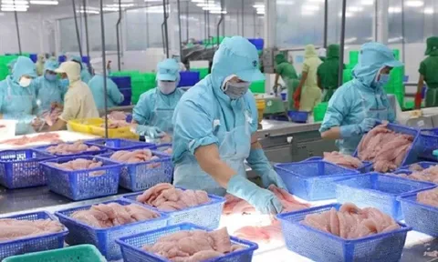 Kim ngạch xuất khẩu cá tra Việt Nam sang Anh tăng mạnh
