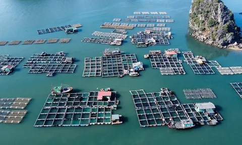 Giải pháp dinh dưỡng và thức ăn trong phát triển nuôi công nghiệp