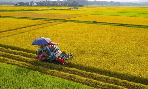 Phú Yên phát triển liên kết sản xuất vùng lúa gạo chất lượng cao đạt tiêu chuẩn GAP và theo hướng hữu cơ