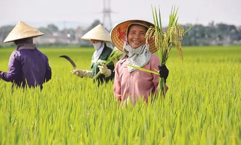 Cần Thơ: Nhân rộng mô hình nông nghiệp chất lượng cao, thúc đẩy phát triển bền vững