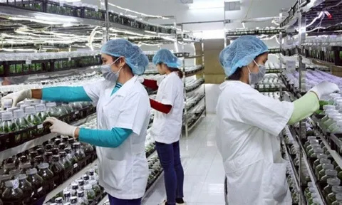 TP.HCM: Ứng dụng công nghệ cao trong lai tạo, sản xuất giống cây