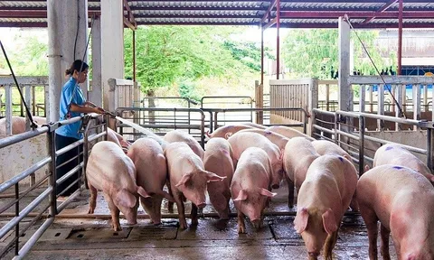 Giá heo hơi tiếp tục ghi nhận mức giảm sâu