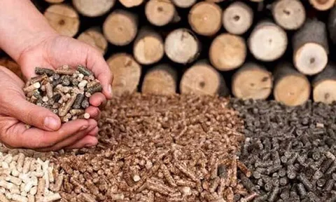 Mở rộng sản xuất và tiềm năng thị trường xuất khẩu viên nén gỗ