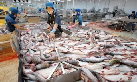 Xuất khẩu cá tra Việt Nam thị trường Asean có thể tăng vượt xuất khẩu sang EU