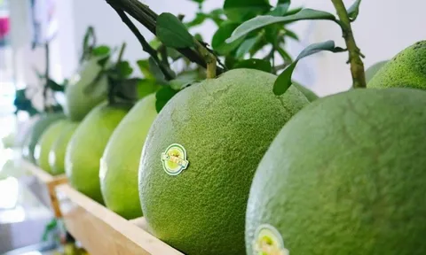 Tích cực thúc đẩy mở cửa thị trường xuất khẩu bưởi da xanh vào Mỹ